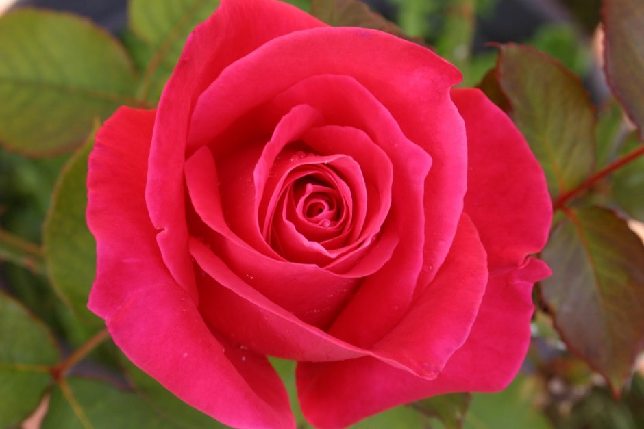 Джордж Диксон роза