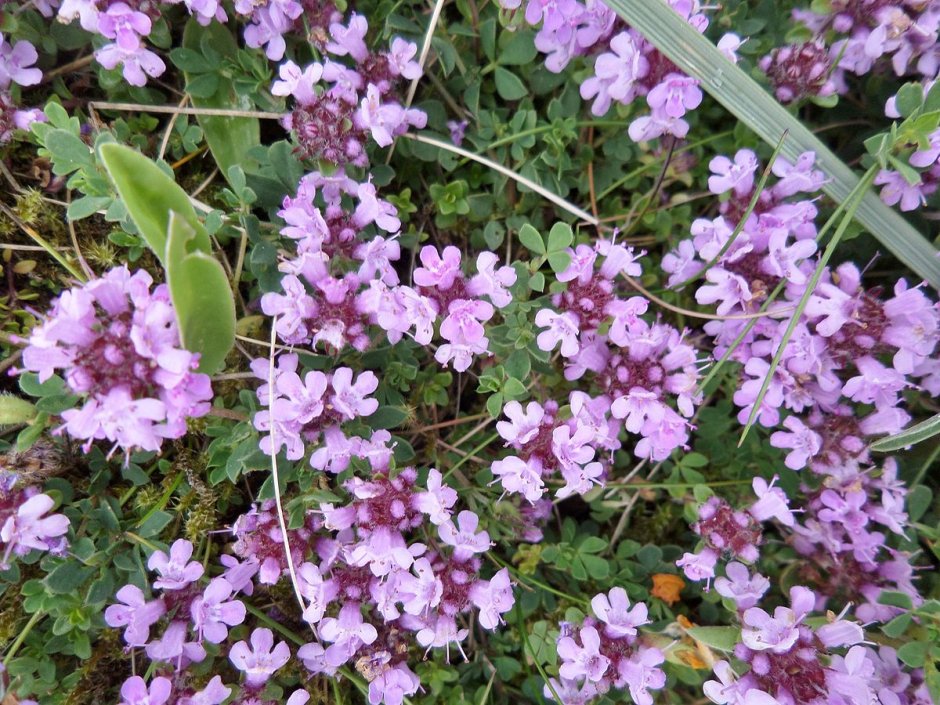 Тимьян ползучий (Thymus serpyllum 'Magic Carpet')