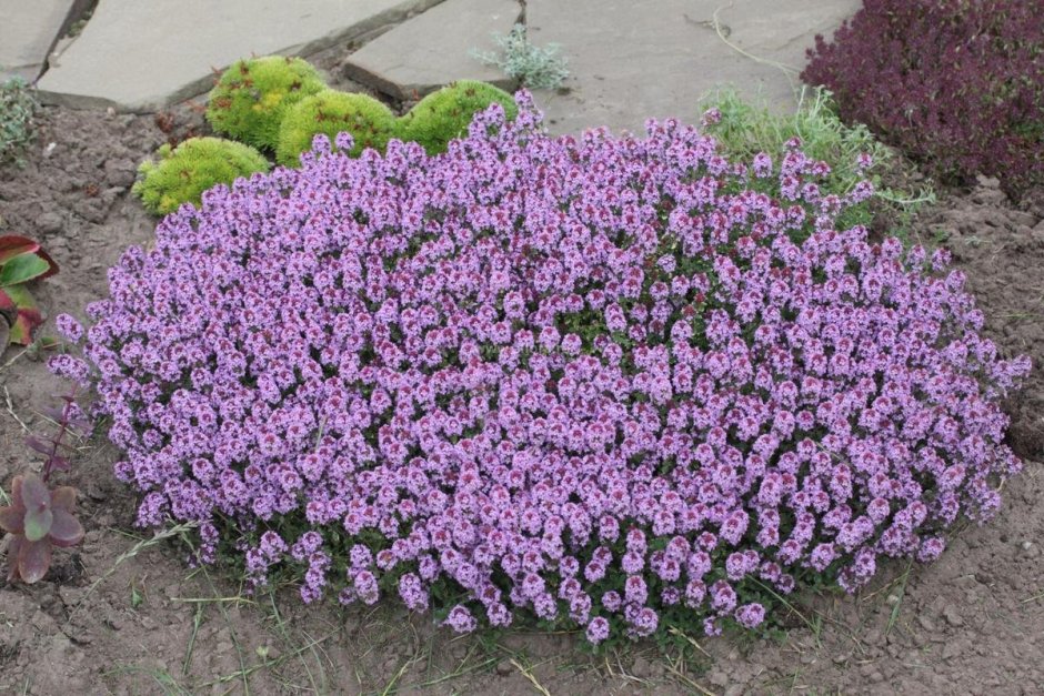 Тимьян ползучий (Thymus serpyllum) сиреневый