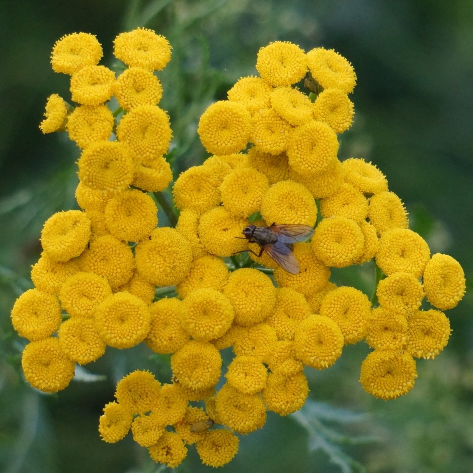 Пижма обыкновенная (Tanacetum vulgare)