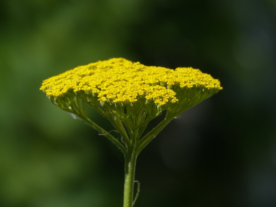 Achillea filipendulina