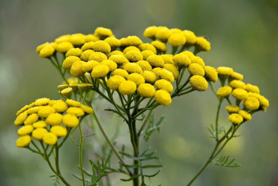 Пижма обыкновенная (Tanacetum vulgare)