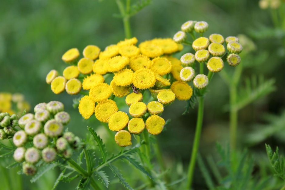 Пижма обыкновенная (Tanacetum vulgare l.)