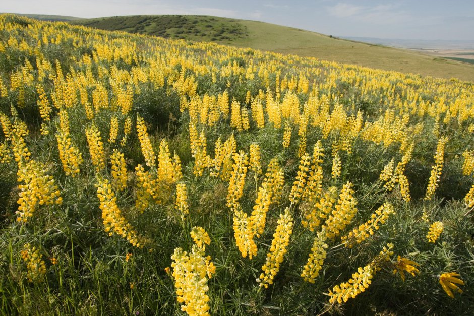 Lupinus luteus