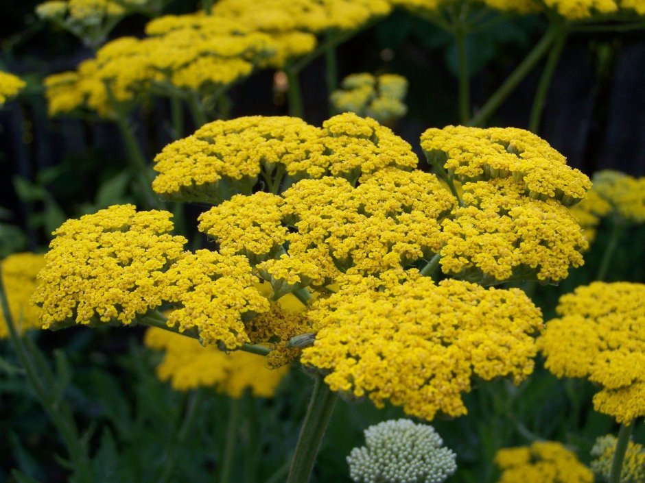 Тысячелистник таволговый (Achillea filipendulina)