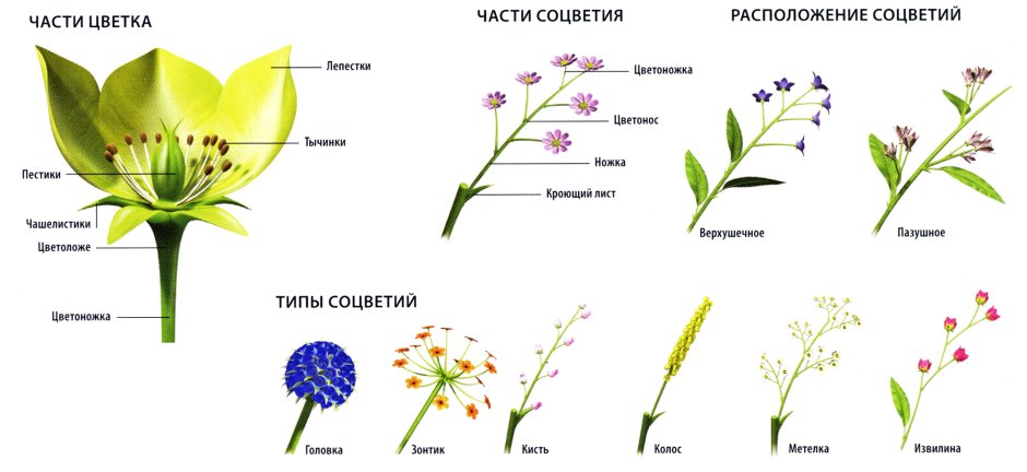 Одиночные цветки и соцветия