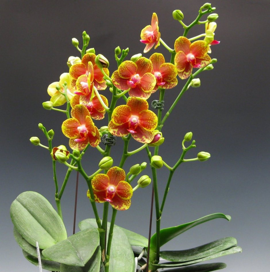 Phal. Equestris (peloric - 3 Lips)