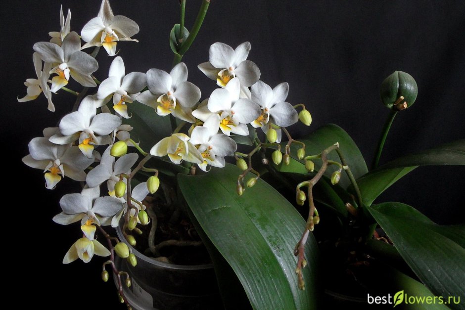 Орхидея Phalaenopsis Kellion