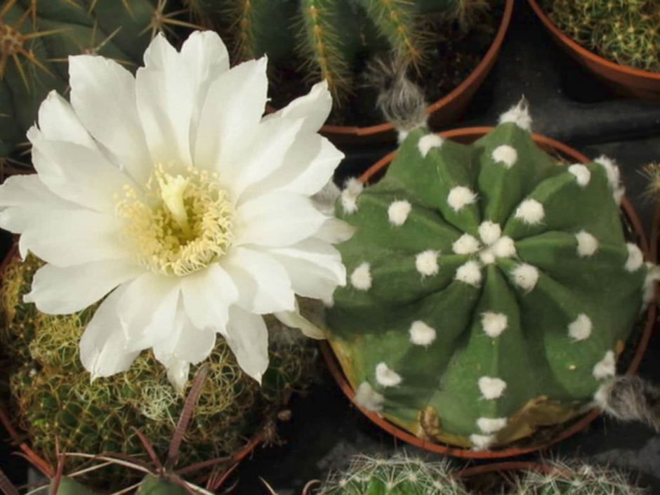 Эхинопсис субденудата Echinopsis subdenudata