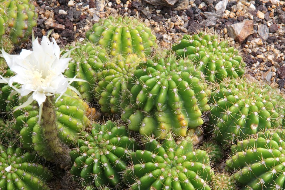 Кактус Echinopsis subdenudata