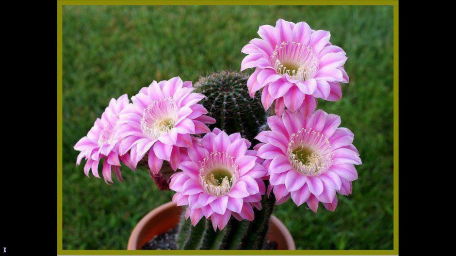 Coryphantha pycnacantha