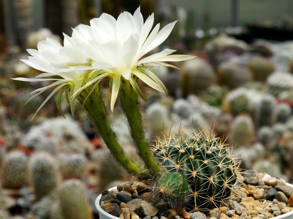 Echinopsis subdenudata tufti