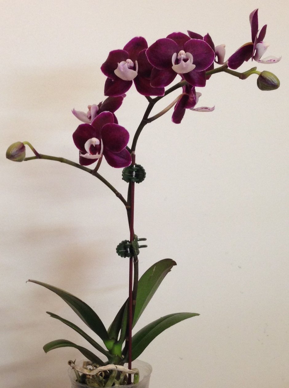 Орхидея Phalaenopsis Black Jack