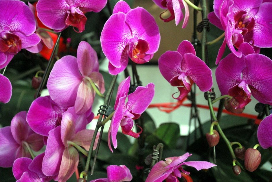 Орхидея Phalaenopsis Pasadena