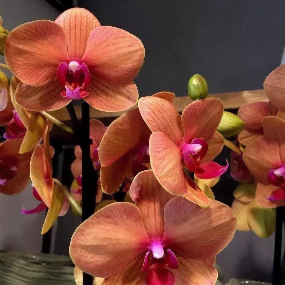 Орхидея фаленопсис Голден БРИК