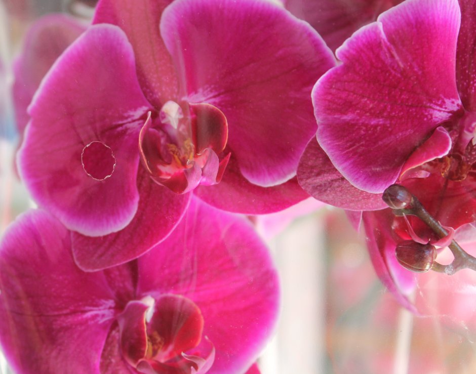 Орхидеи картинка Пинтерест