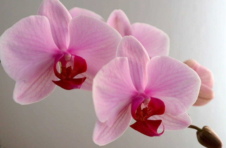 Орхидея розовых оттенков