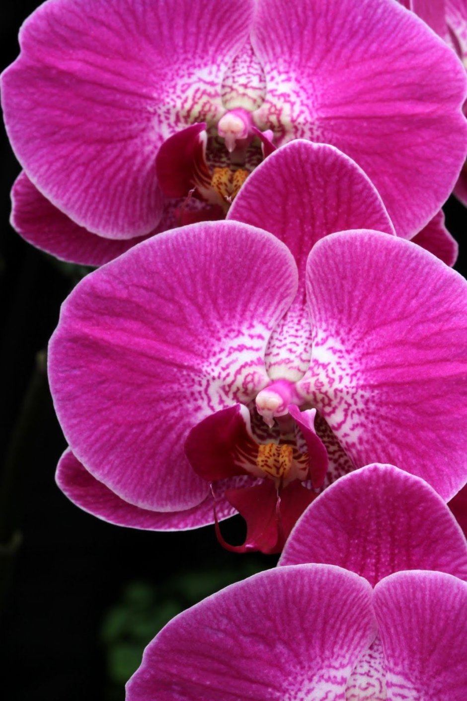 Орхидея фаленопсис Sangria