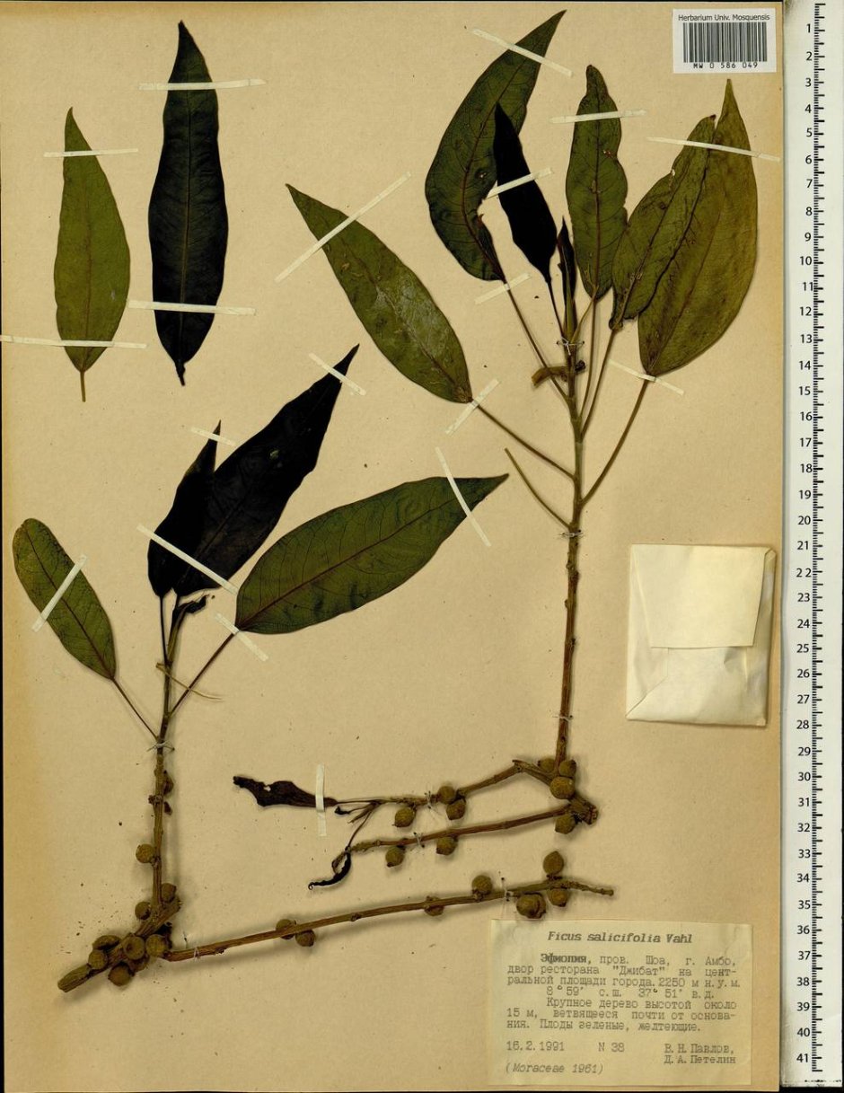Ficus salicifolia