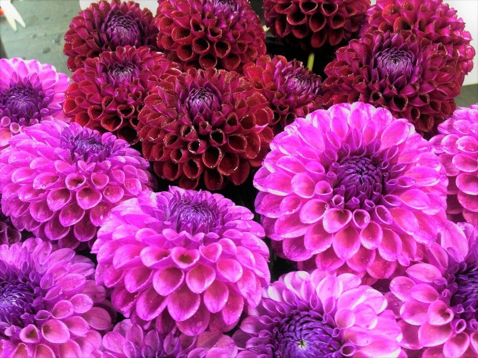 Цветы хризантемы фиолетовые