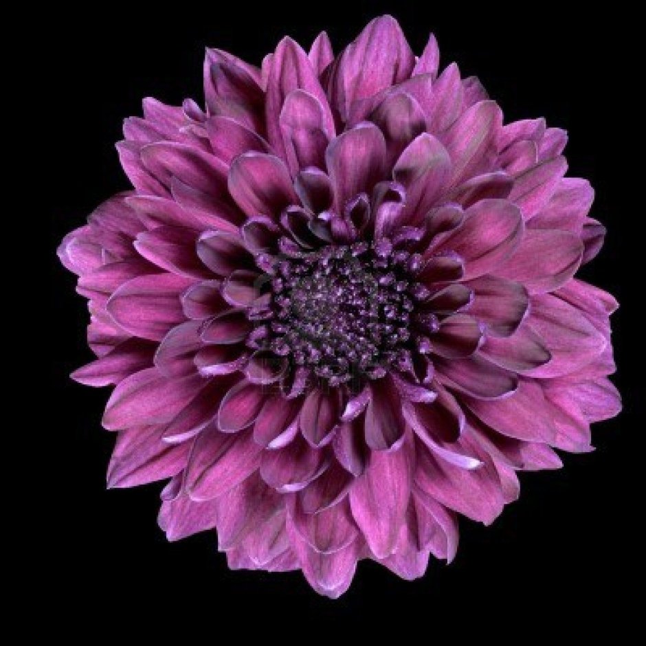 Хризантемы фиолетовые на черном фоне с