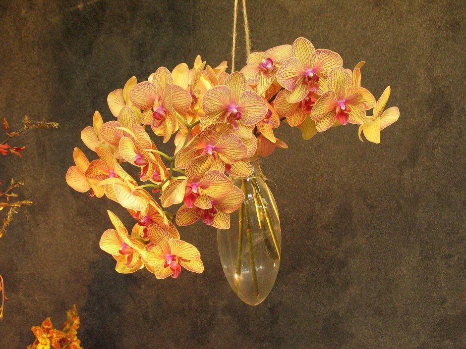 Орхидея фаленопсис Calypso