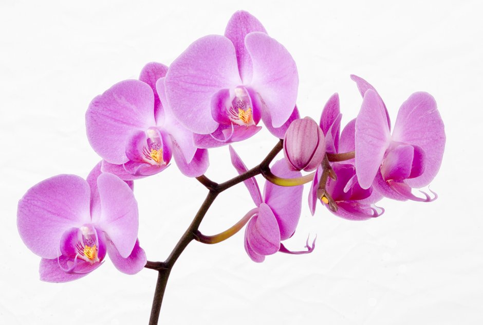 Орхидея Пасадена