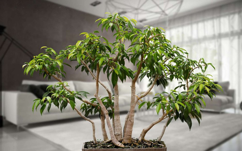 Ficus benjamina l. фикус Бенджамина