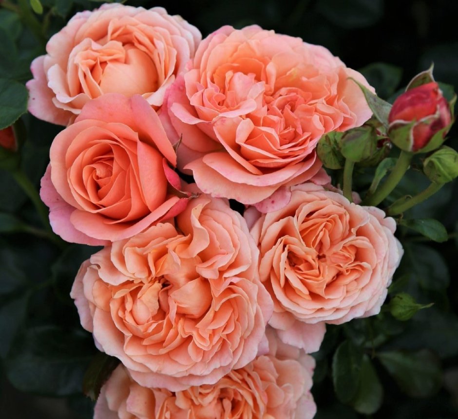 Роза флорибунда корал лайонс роуз