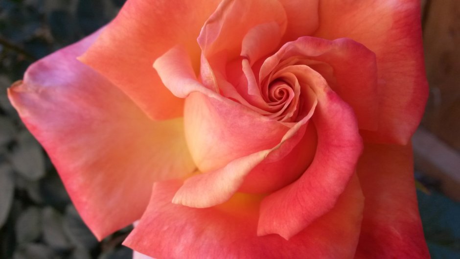 Перуанская роза