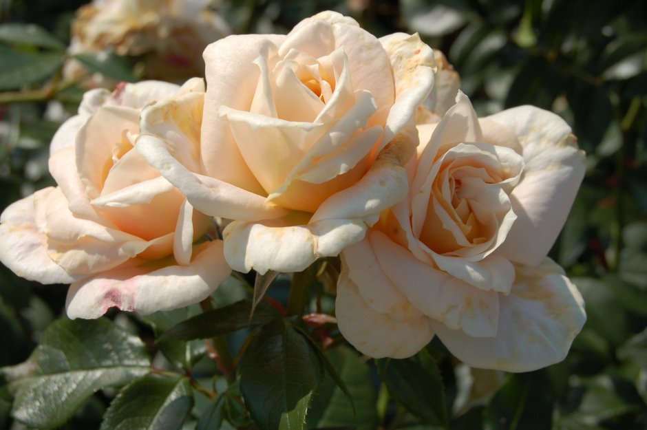 Роза Beetrose