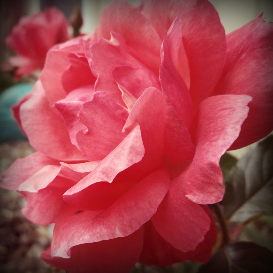 Роза флорибунда Шампейн