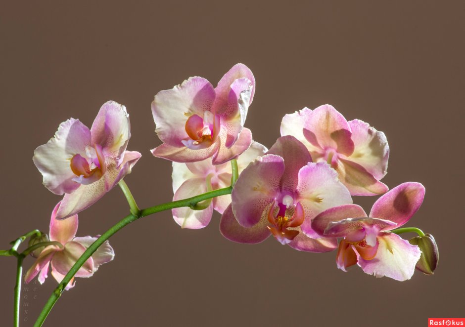 Орхидея фаленопсис Грация
