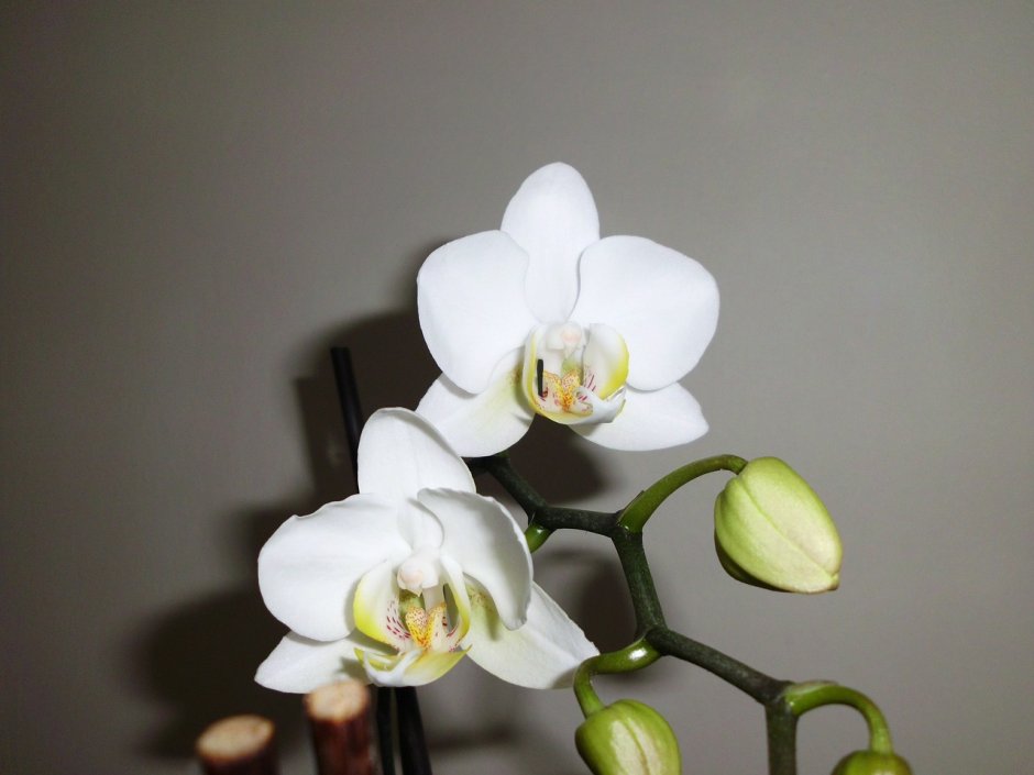 Орхидея мультифлора белая