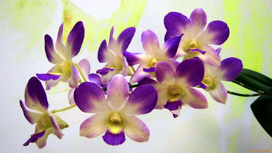 Орхидея Саншайн