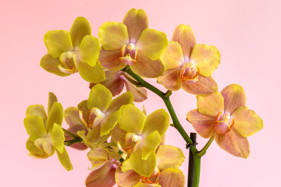 Фаленопсис Phal Yellow