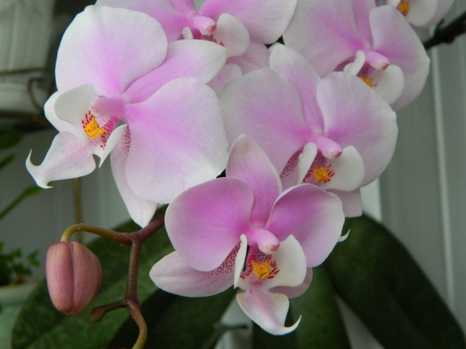 Розовая мультифлора Орхидея