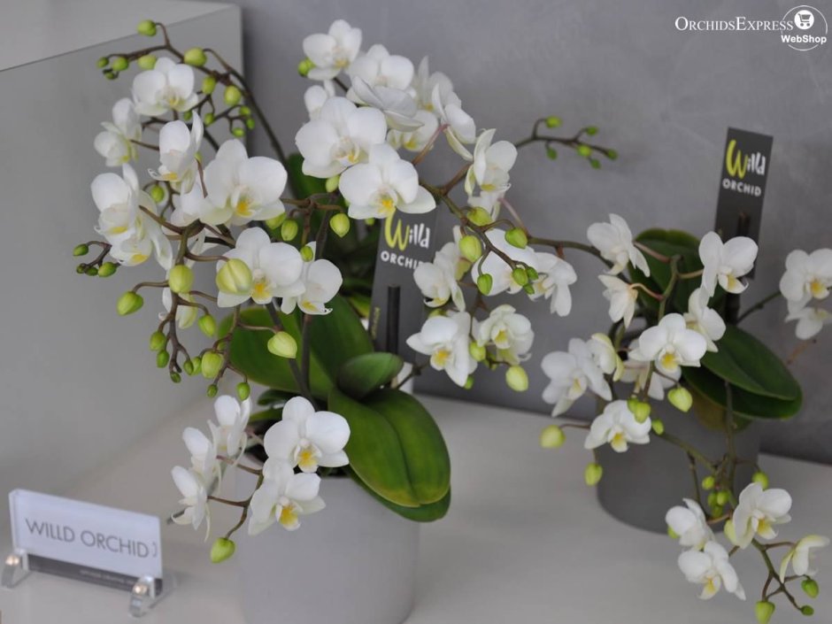 Орхидея мультифлора белая