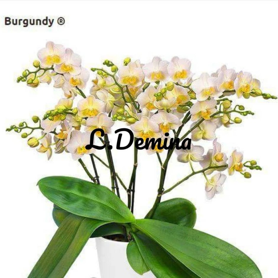 Мультифлора Бургундия Орхидея