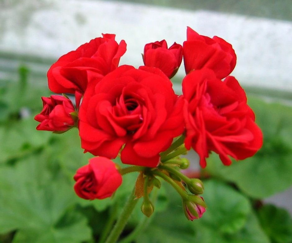 Jubilee Rose пеларгония