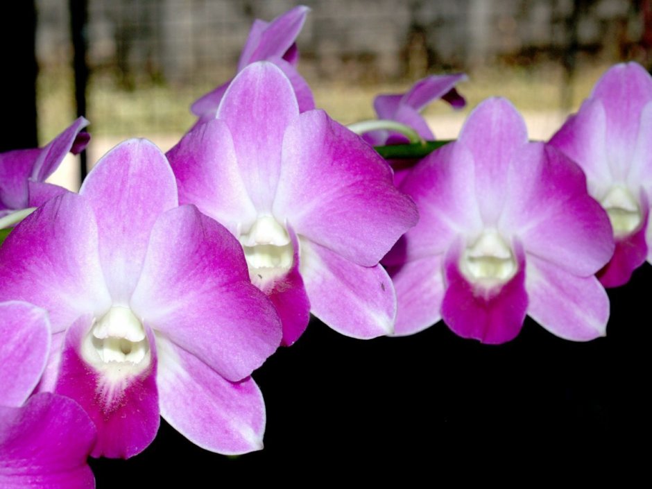 Саммер Сонг Орхидея