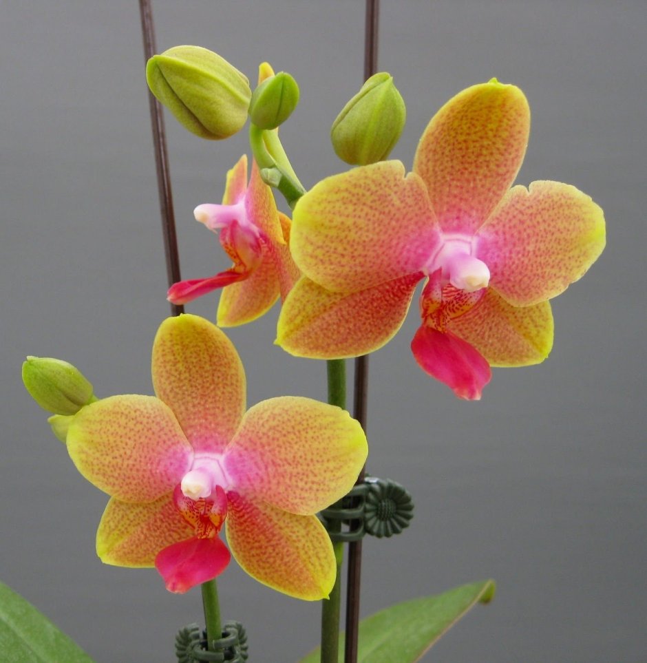 Jia ho Summer Love Орхидея