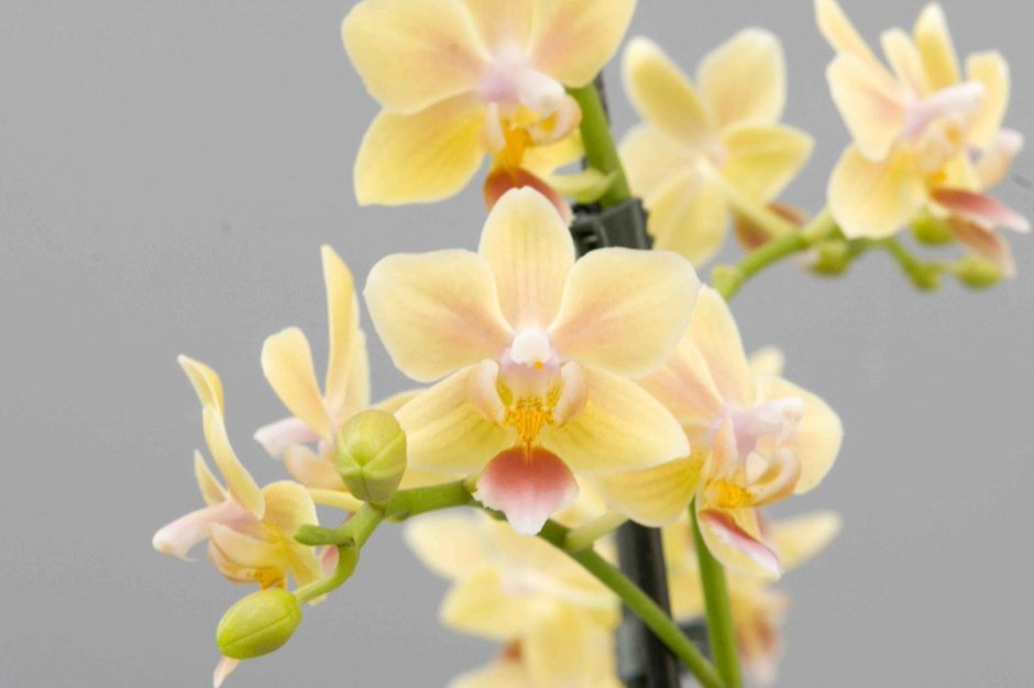 Орхидея легато пелорик