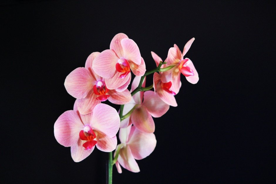 Бьютифул Орхидея