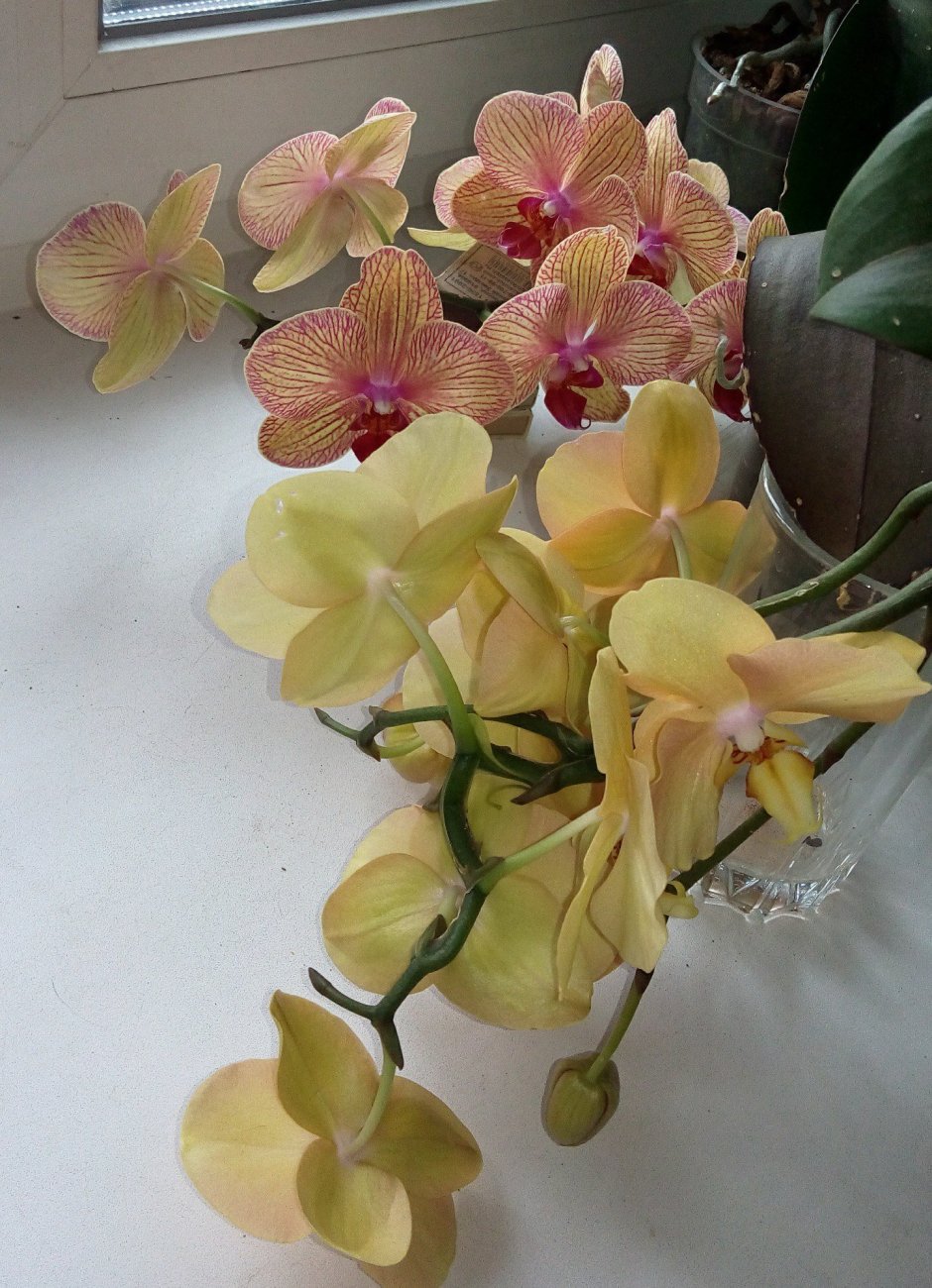 Цвет светлой орхидеи