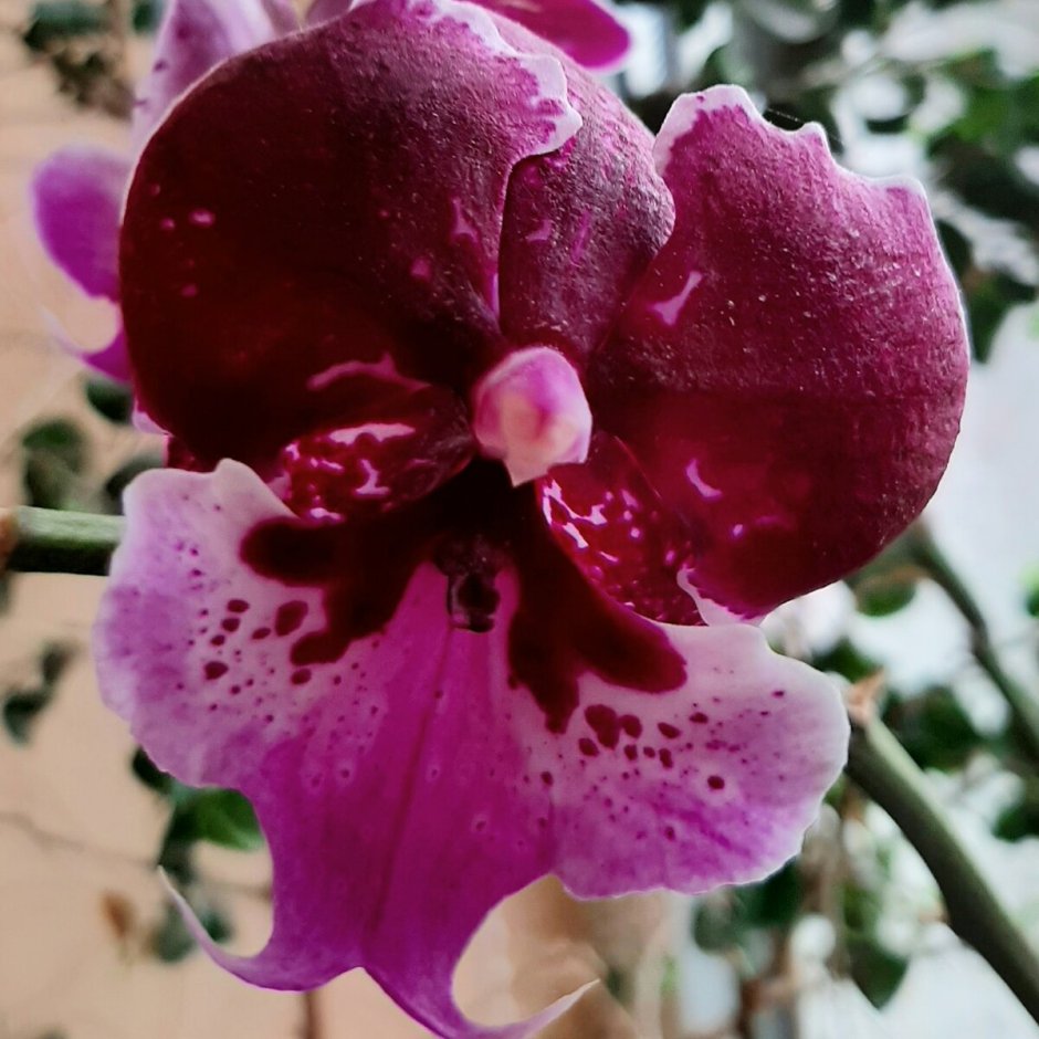 Орхидея фаленопсис Ямайка