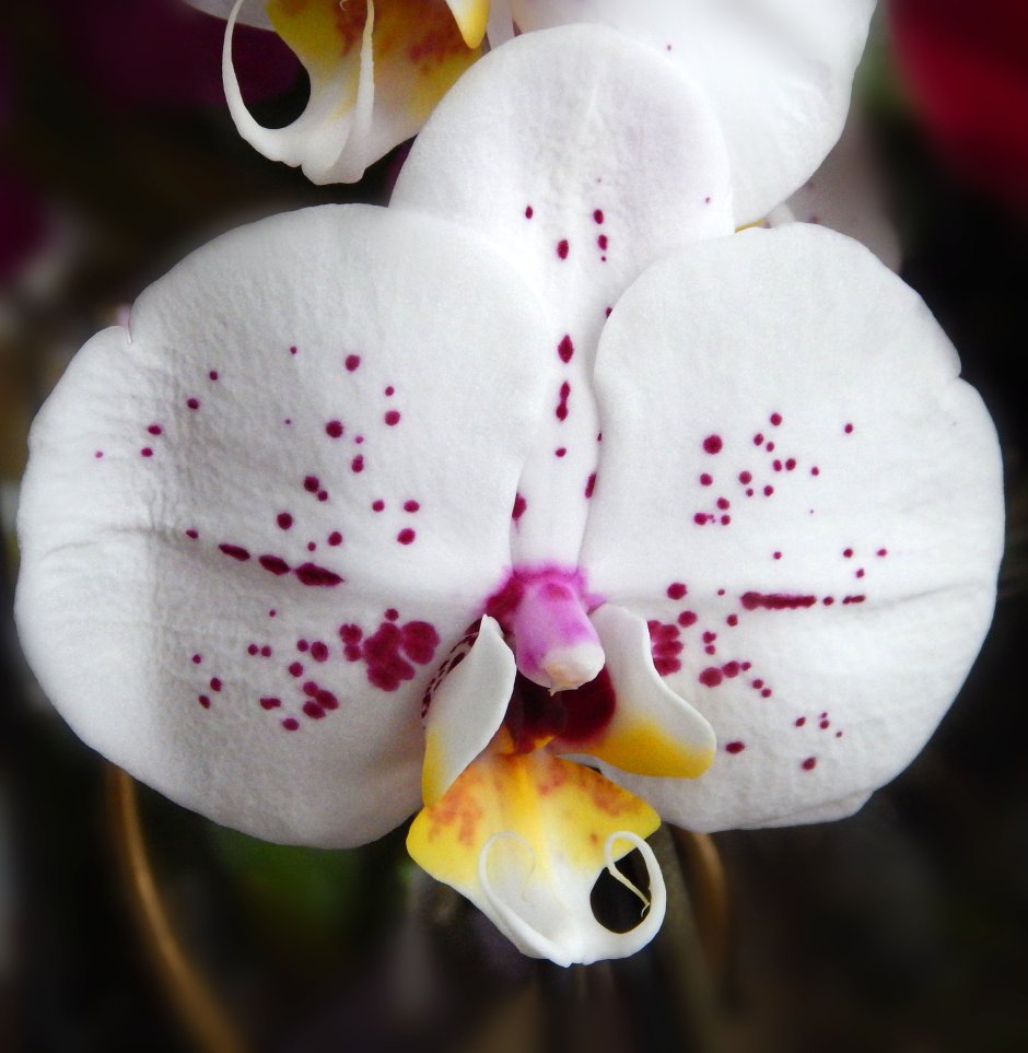 Орхидея фаленопсис азиатский дракон