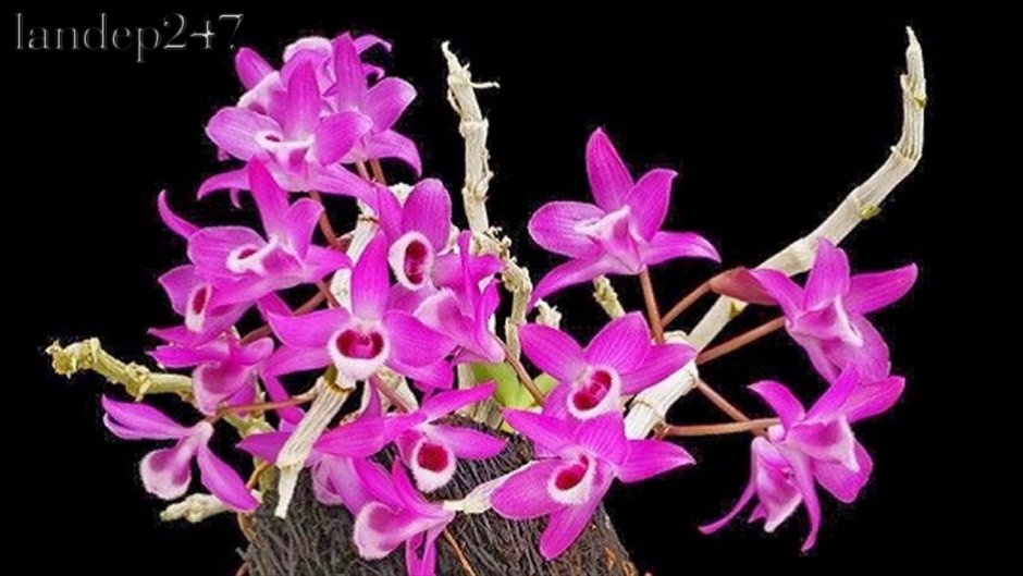 Formosa Cranberry Орхидея