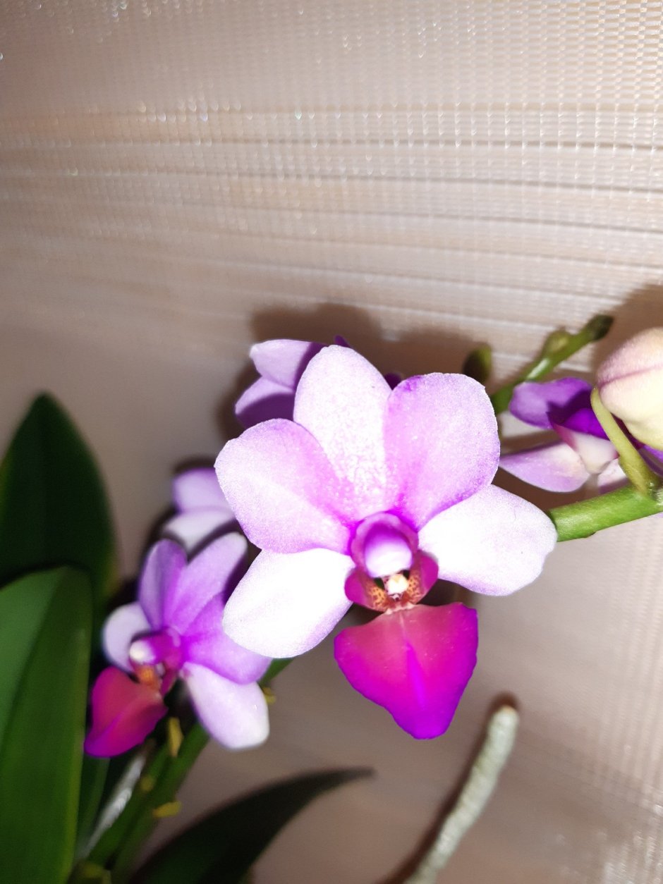 Льюис Трипринс Орхидея