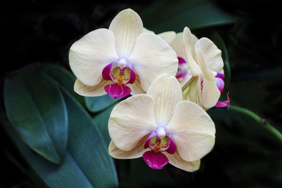Орхидея фаленопсис Розетта